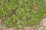 Field burweed